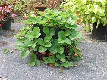 Smart Pots 600-Gallon Smart Pot Soft-Sided Container, Black - Image 4