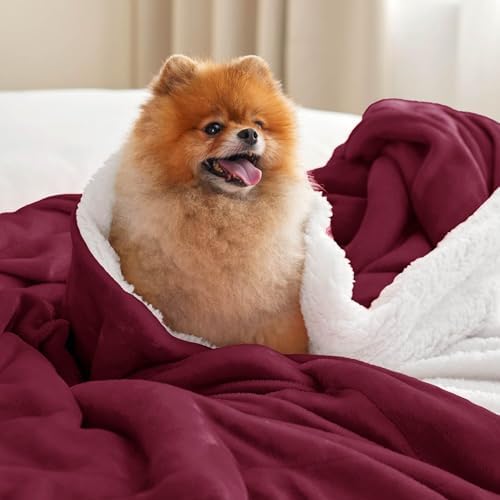 Bedsure GentleSoft Sherpa Fleece Twin Size Blanket for Couch, Non-Heated, Thick and Warm Throw for Girls and Women, Soft Fuzzy Plush Twin Blanket for Winter, Burgundy, 60x80 Inches - Image 2