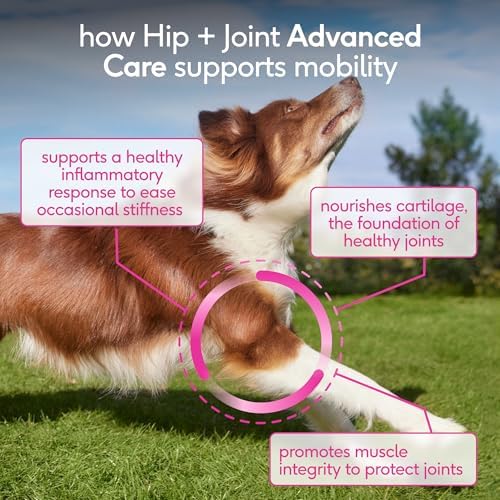 Native Pet Hip and Joint Supplement Dogs - Powder with UC-II Collagen and HMB - Senior and Large Breed Dog Joint Support - Made in USA - 60 Scoops - Image 4