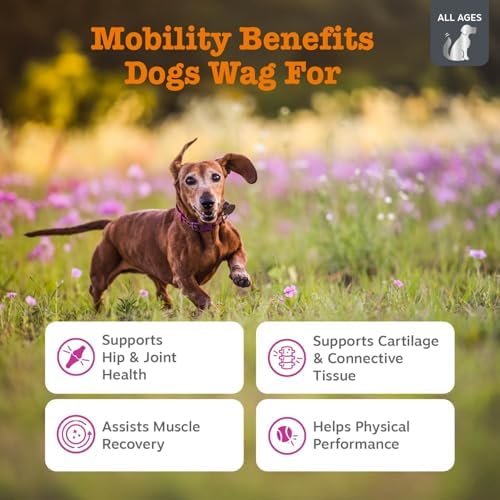 Zesty Paws Vet Strength Mobility Bites Beef & Bacon Flavor Hip & Joint Support Chews for Dogs with Glucosamine, Chondroitin, MSM, Hyaluronic Acid & Serrazimes - 90 Count (Pack of 2) - Image 2