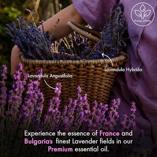 Majestic Pure Lavender Essential Oil for Diffuser - 2 Fl Oz - Image 6