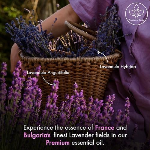 Majestic Pure Lavender Essential Oil for Diffuser - 4 Fl Oz - Image 3