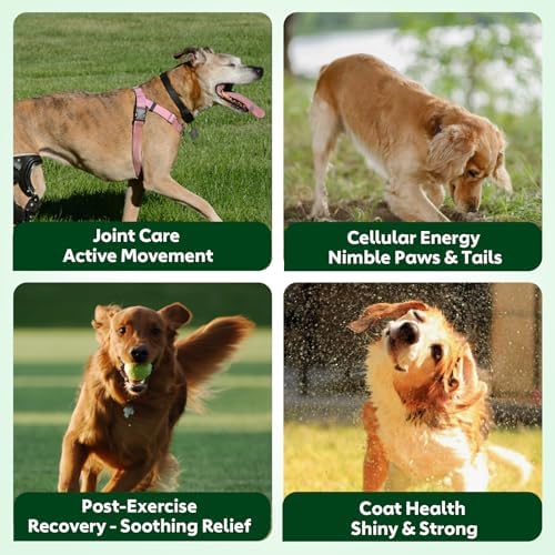 NMN Supplement for Dogs NAD+ Booster - Anti-Aging & Longevity - Image 3
