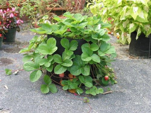 Smart Pots 400-Gallon Smart Pot Soft-Sided Container, Black - Image 4